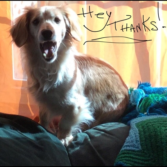 Meet, Robin 🦁 & Crash O’Malley “the alley pup” - Picture 2 of 6